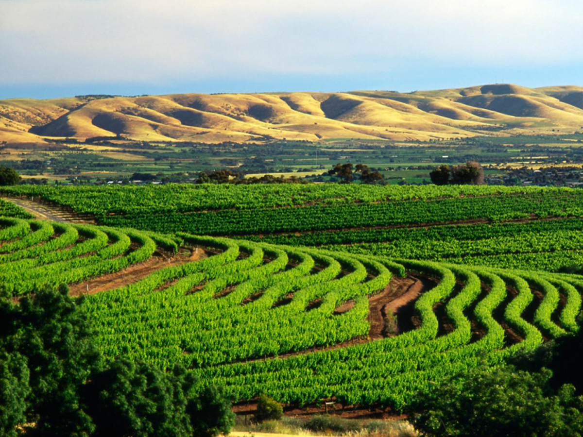 Syrah: A Blind Tasting of the World’s Best
